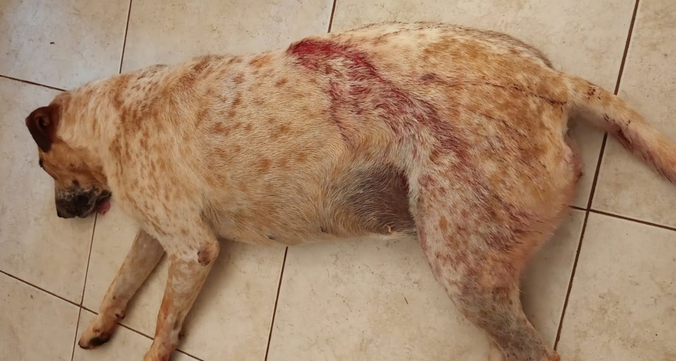 Indignación en Campo Ramón: denunciaron a un funcionario por balear a una perra que caminaba junto a un nene