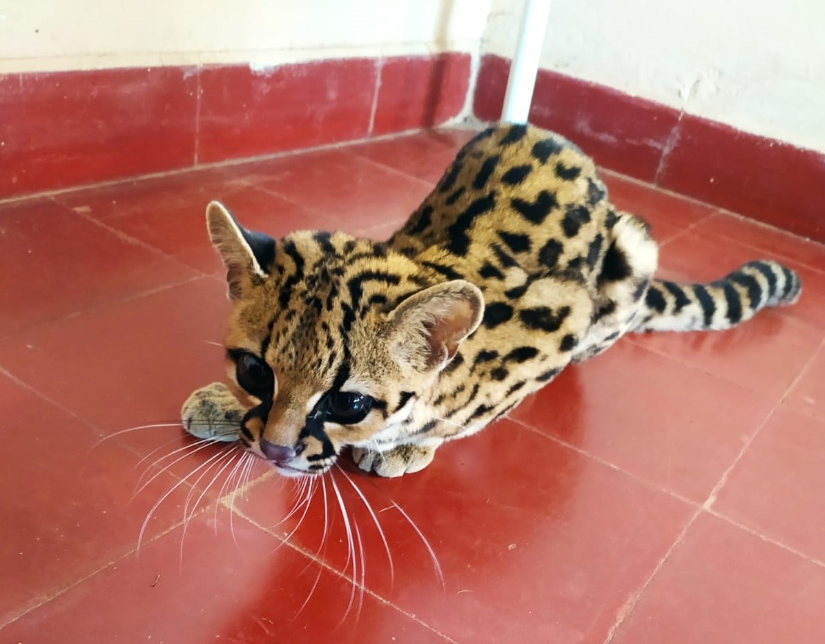 Rescataron un gato marcay cerca del acceso a la localidad de Mártires