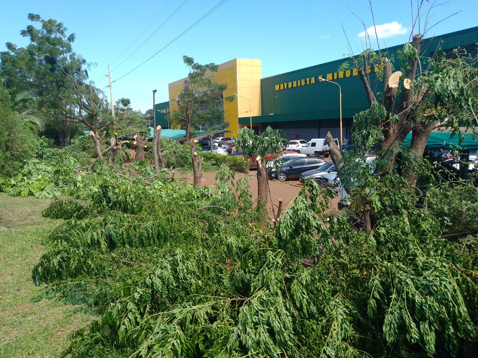 Salvaje accionar de EMSA y Vialidad masacrando árboles en Oberá