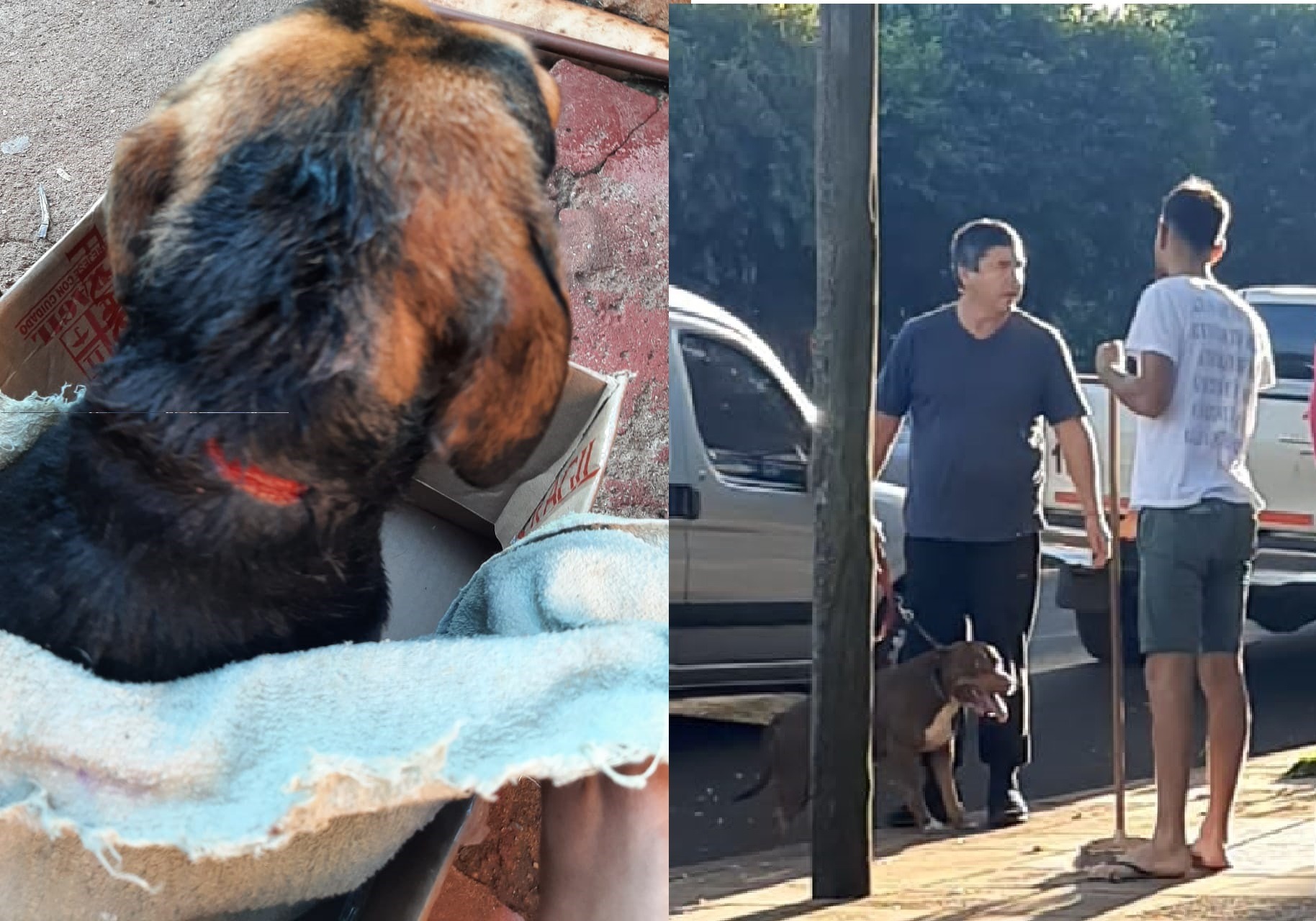 Oberá: dos pitbulls se escaparon, aterrorizaron a los vecinos y lastimaron a otros perros   