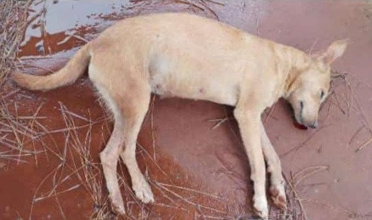 Temor y tristeza por envenenamiento y muerte de perros en Villa Bonita  