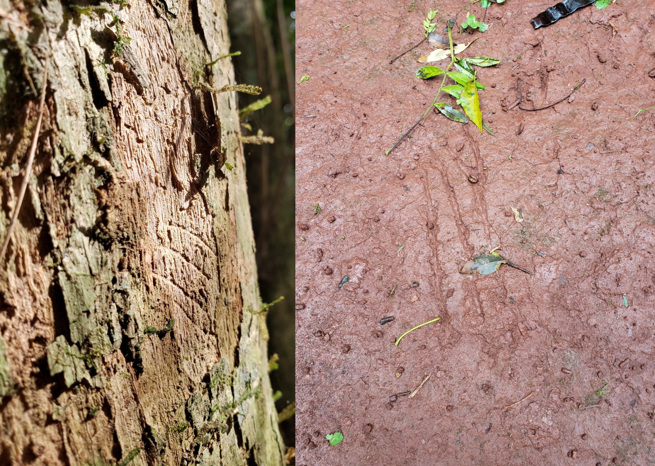 Sospechan de la presencia de yaguaretés o pumas cerca del Salto Berrondo, mañana rastrillarán la zona