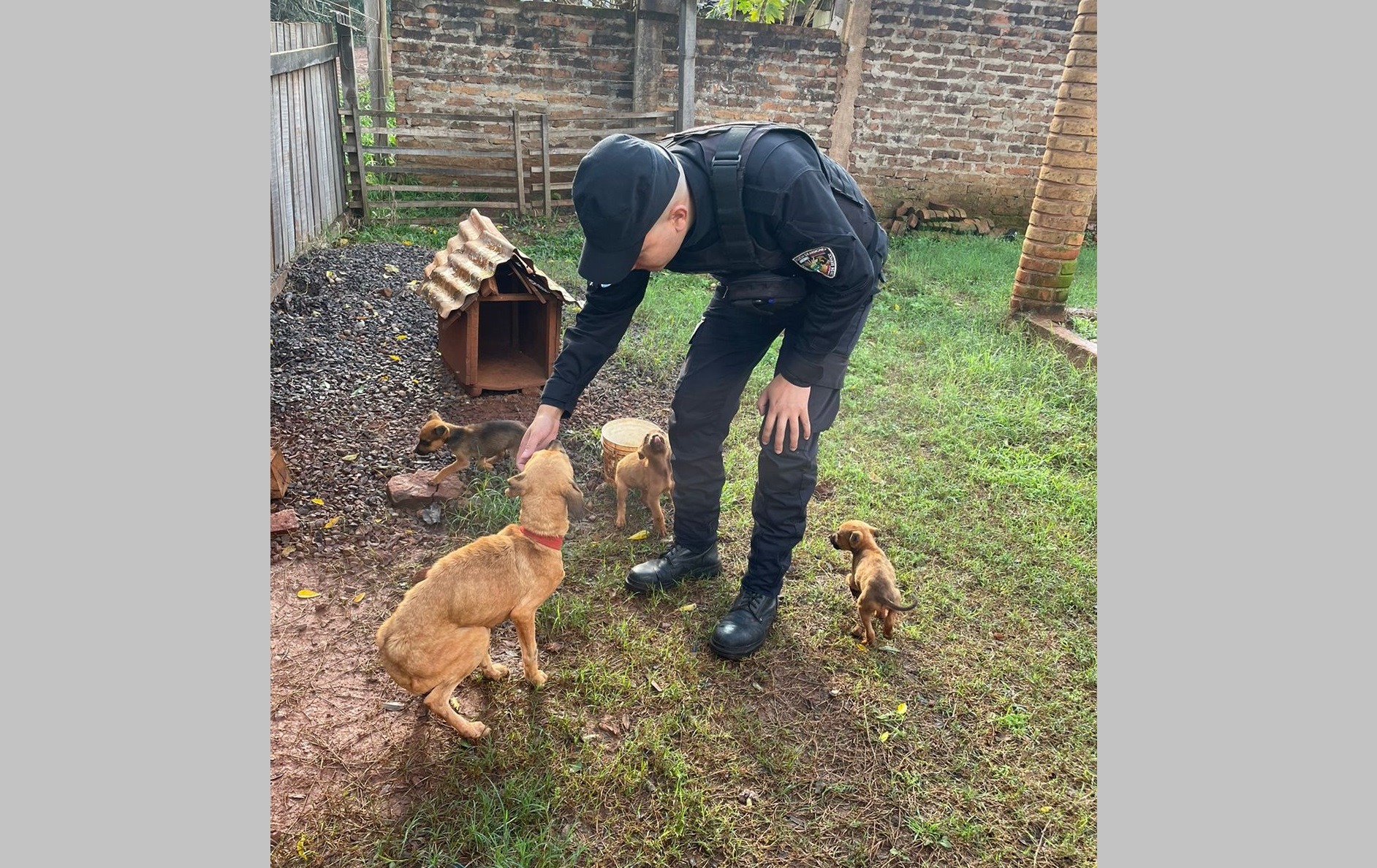 Una docente adoptó una perra y tres cachorros rescatados por la Policía en Los Helechos