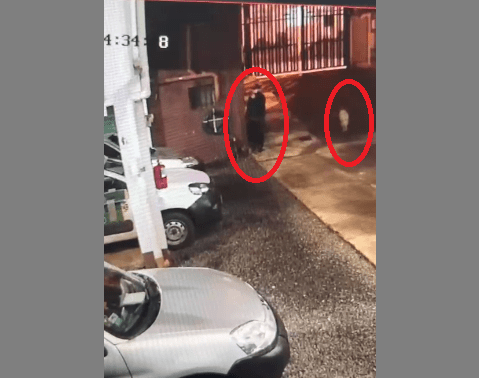 Fue a robar con su perro y quedó grabado en las cámaras de seguridad: terminó preso