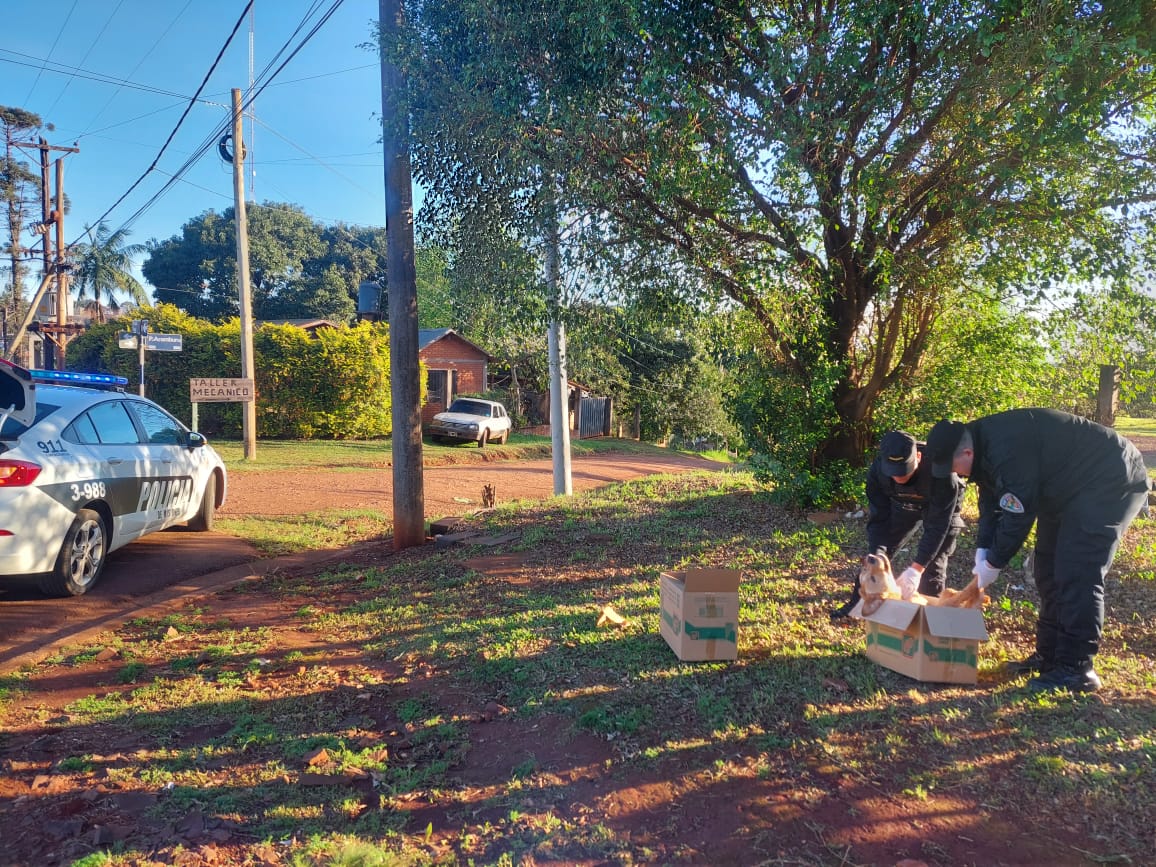 Colectivero atropelló, mató y abandonó a un perro sobre avenida Picada Vieja