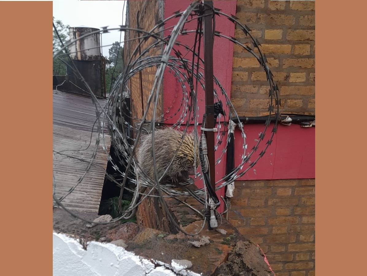 Policías rescataron un erizo en Oberá