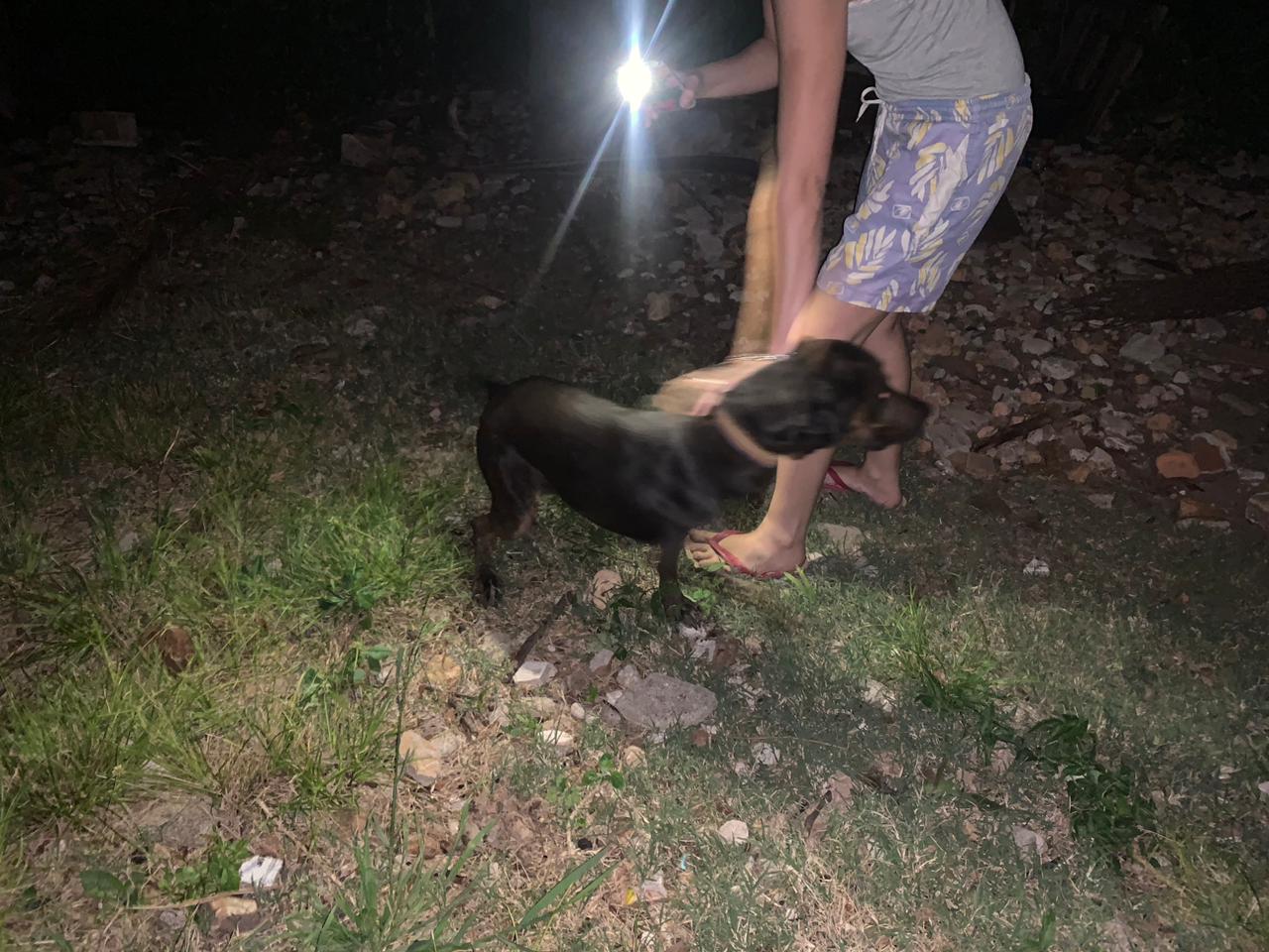 Una mujer perdió parte de un dedo tratando de separar a dos perros que se peleaban