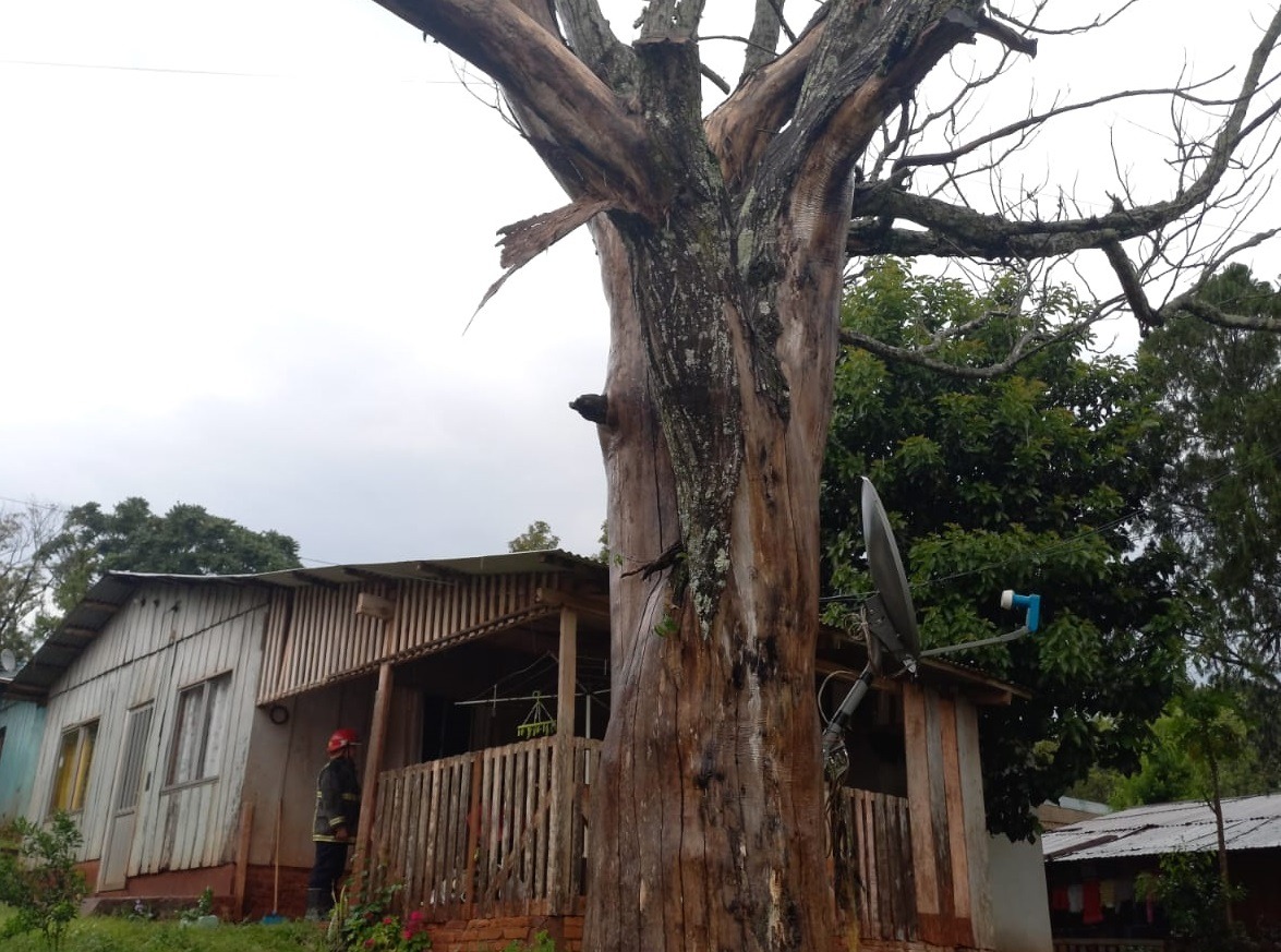 Un árbol actuó de pararrayos y salvó la casa de una familia de Oberá