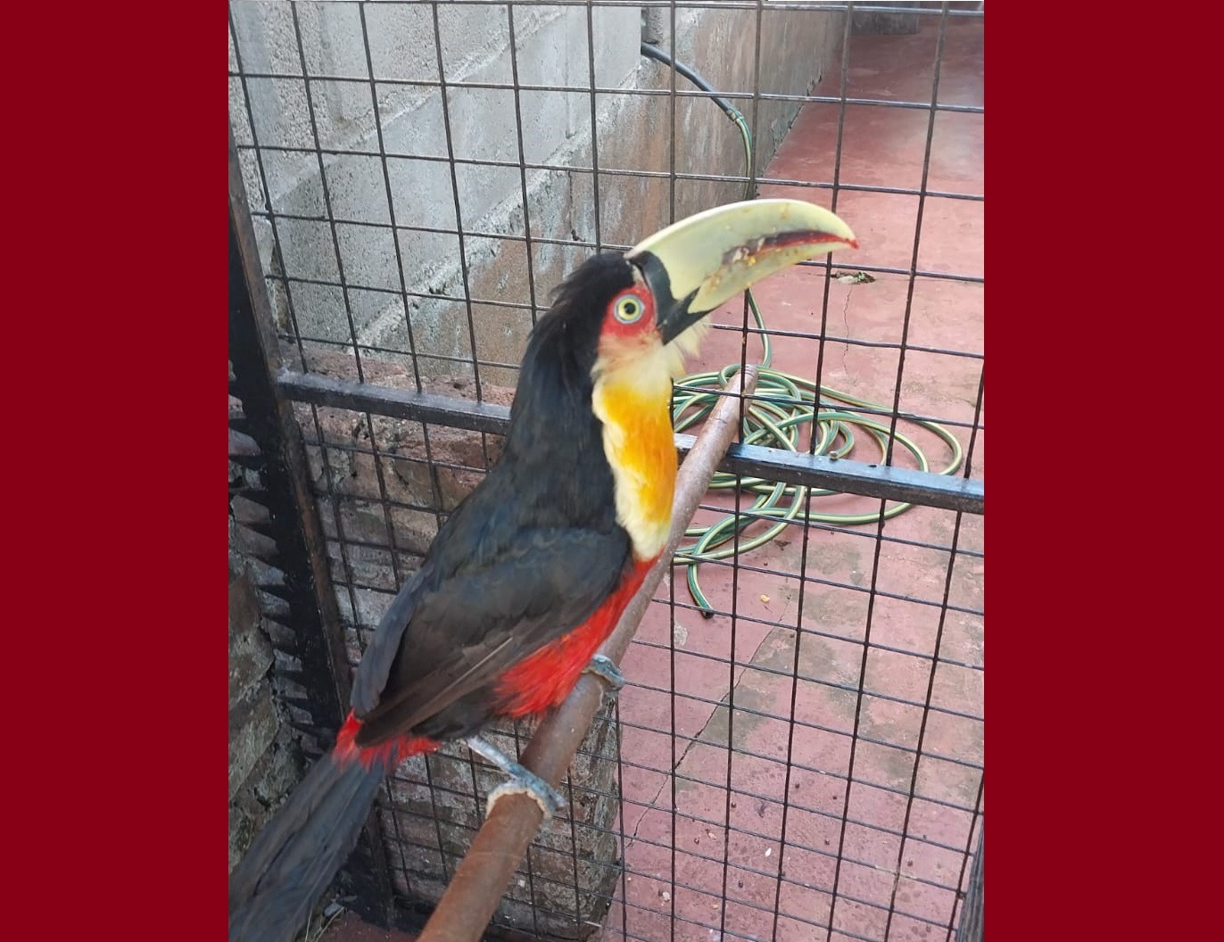 Rescataron y pusieron en resguardo a un tucán pico verde en peligro de extinción