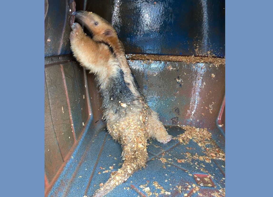 Rescataron a un oso hormiguero que se refugió en un tubo de desagüe