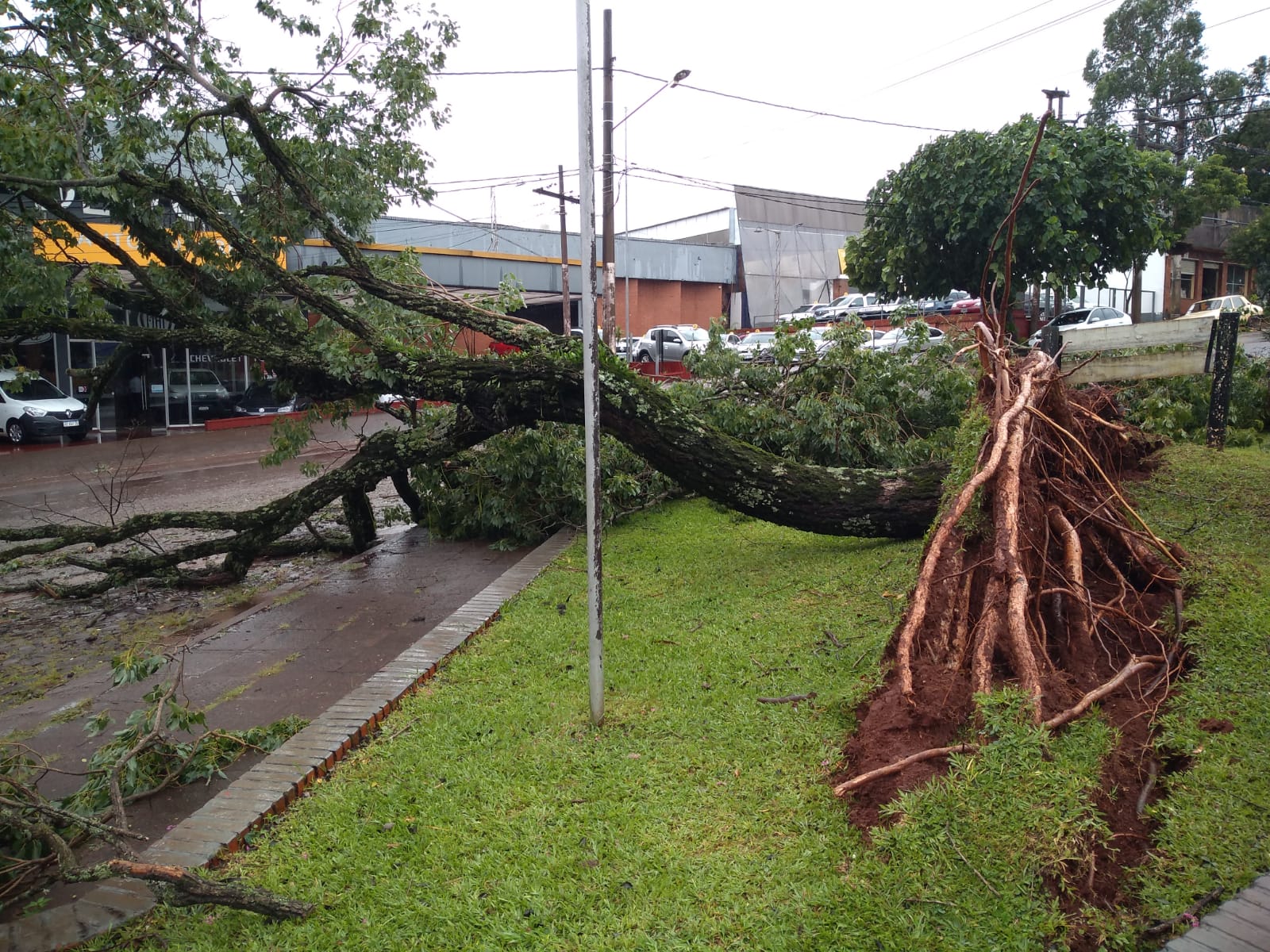 Tormenta en Oberá: caída de árboles, voladuras de techos, personas lesionadas y 6 horas sin luz