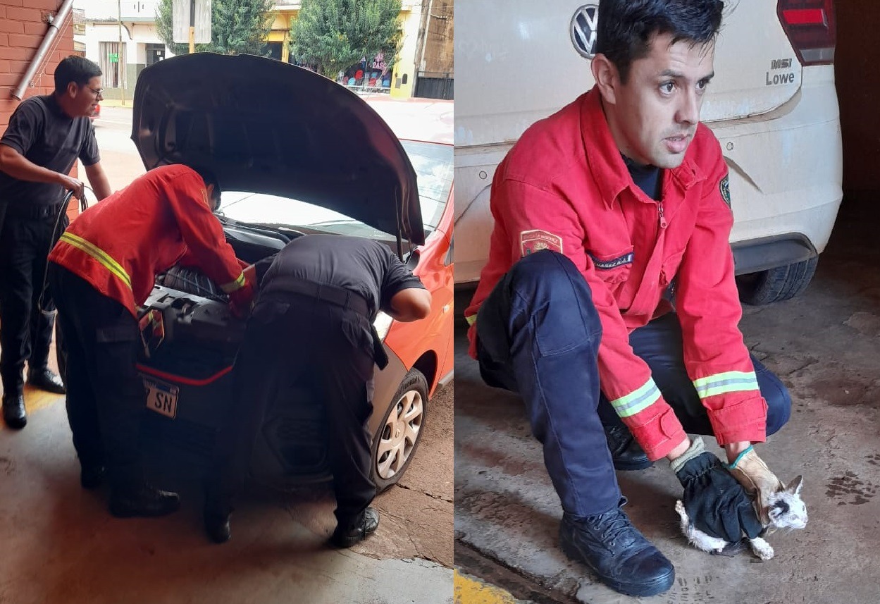 Bomberos rescataron a un gatito que se metió en el motor de un coche