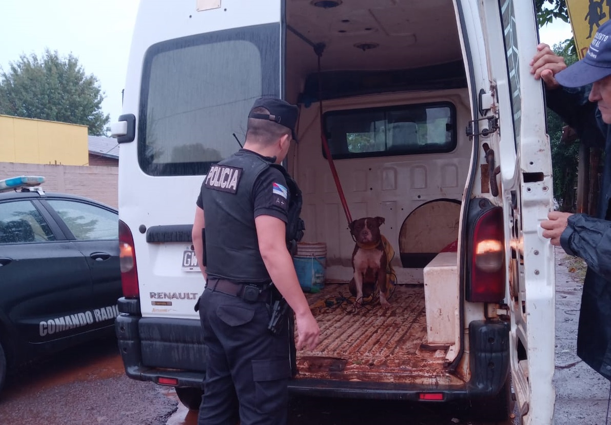 Hay dueños que no aprenden: otro pitbull suelto atacó a personas en San Miguel