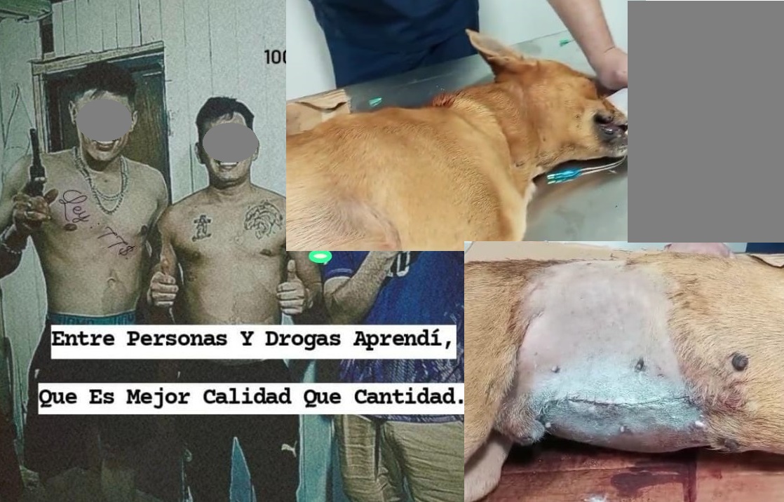 Indignación por ataque a tiros a un perro en Barrio Norte: el animal fue operado y está muy grave