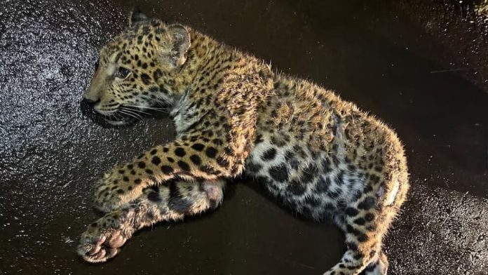 Mataron otro yaguareté y el gobernador ofreció una recompensa de 2 millones de pesos para dar con el responsable