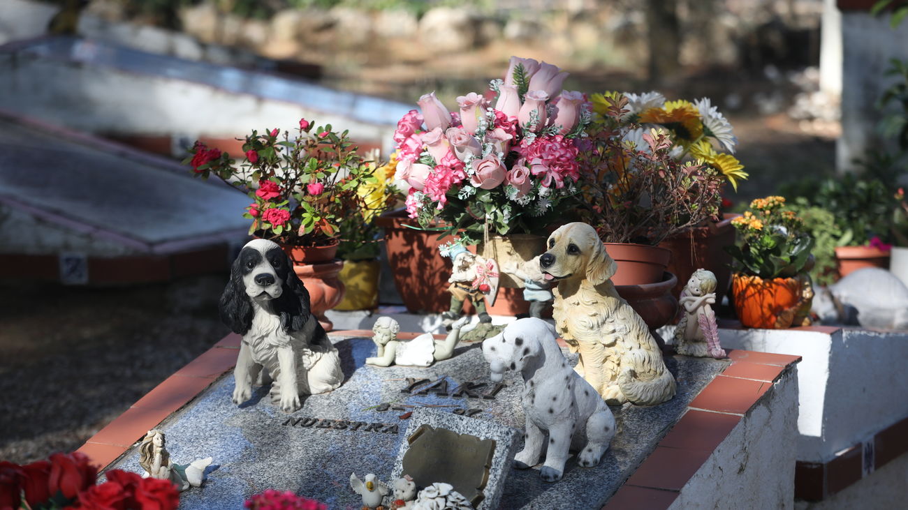 Pidieron la creación de un cementerio de mascotas en Oberá, pero fue rechazado por el Concejo