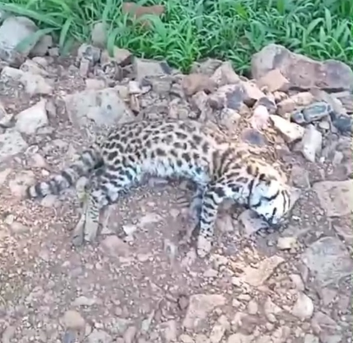 Mataron un gato Tirica en cercanías al parque termal de Oberá