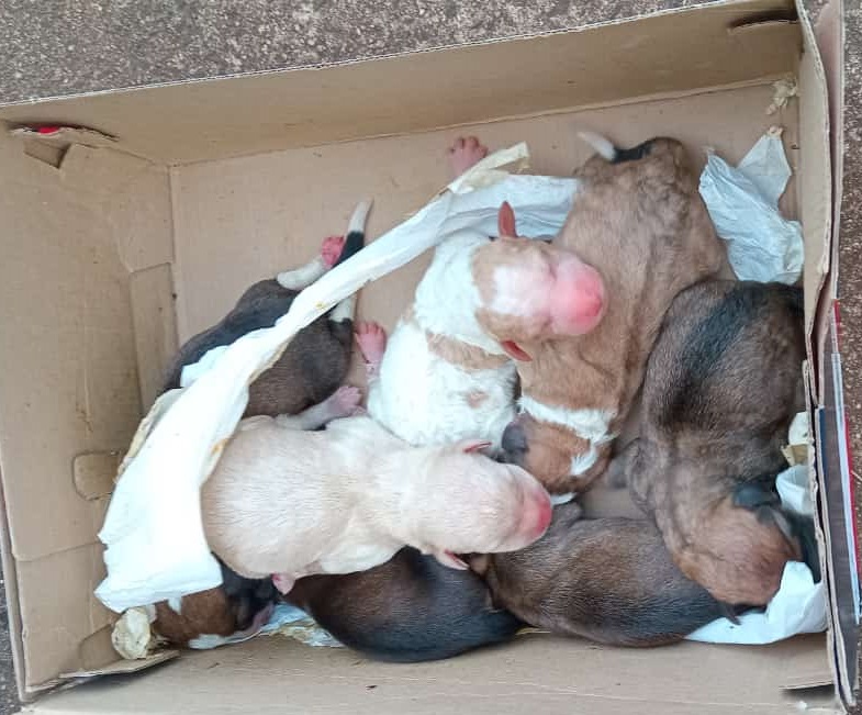 Ruegan asistencia para 7 perritos recién nacidos abandonados debajo de un puente
