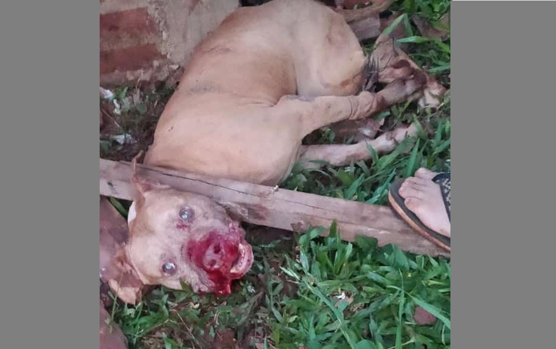 Vecinos tuvieron a contener a un pitbull que lastimó a varios perros en barrio Norte