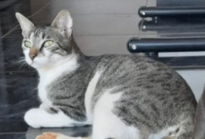 Recompensa de 350.000 pesos para dar con un gato perdido en Oberá