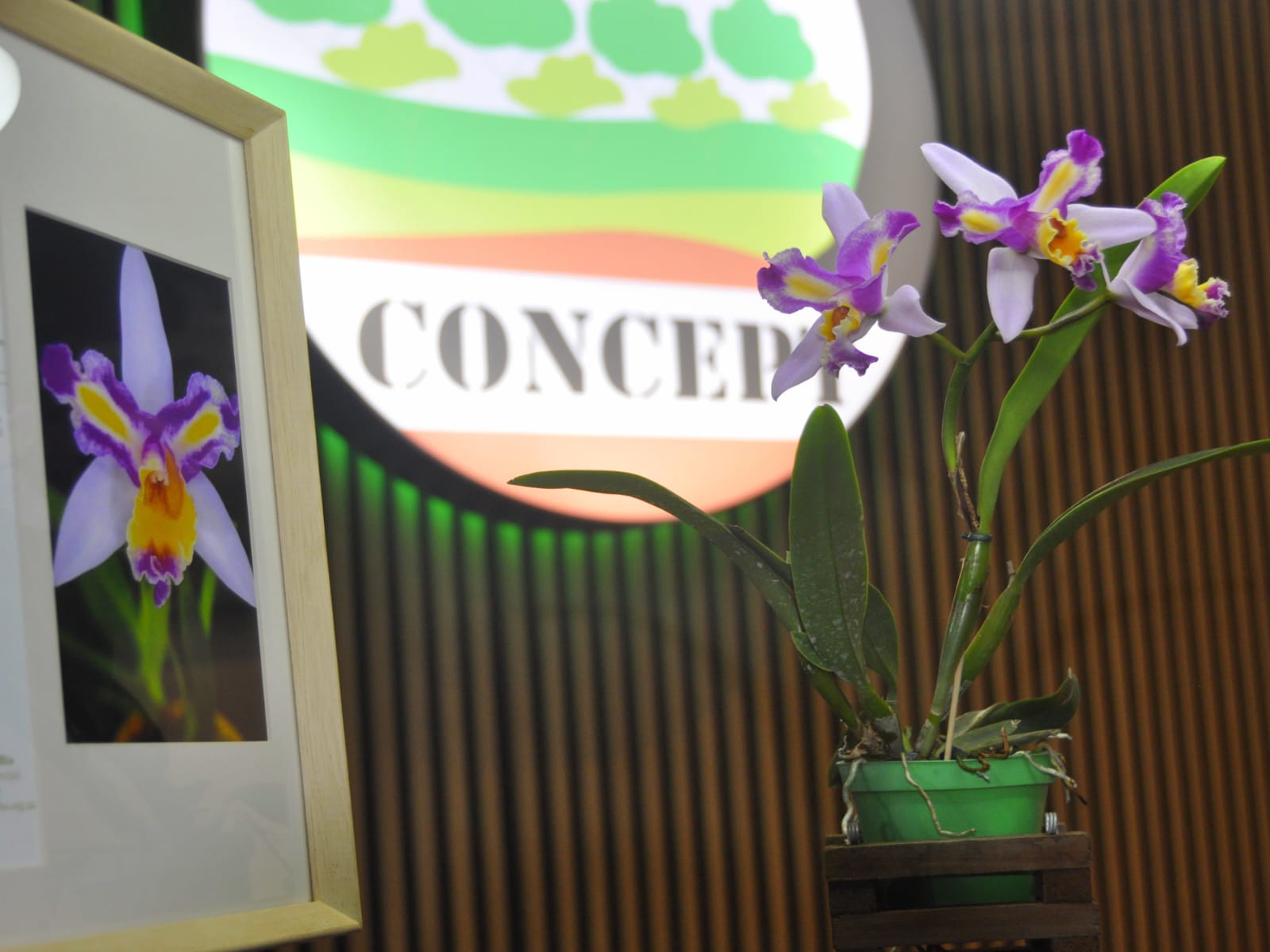 La orquídea Messi, creada en Oberá, volvió a florecer y es exhibida en Alem