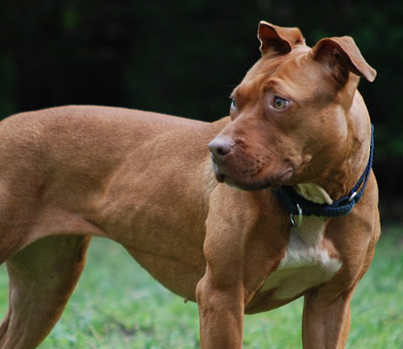 Alerta por un pitbull que se escapa y ya mató a dos perros vecinos  