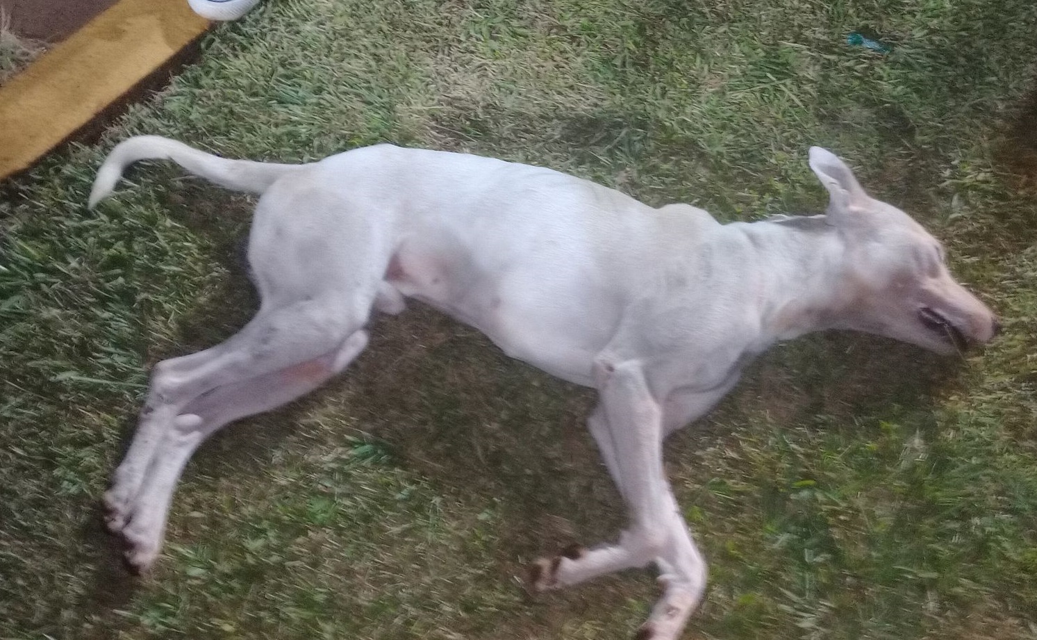 Buscan identificar al conductor de una Hilux roja que anoche atropelló y mató a un perro por calle Andresito