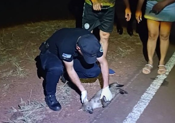 El compromiso de varios permitió salvar a un zorrito atropellado en ruta 5