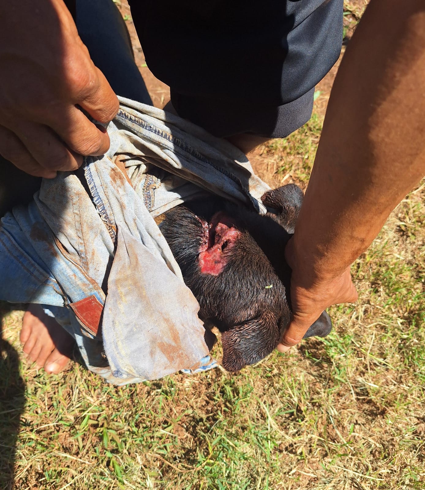 Policías rescataron a un perro muy lastimado en barrio Gunther: ahora buscan que lo adopten responsablemente