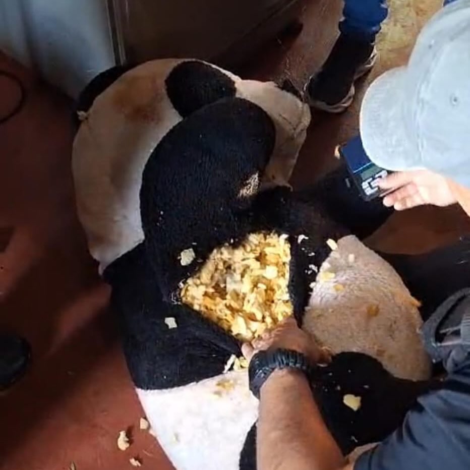 Un tipo tierno: guardaba drogas adentro de un oso de peluche