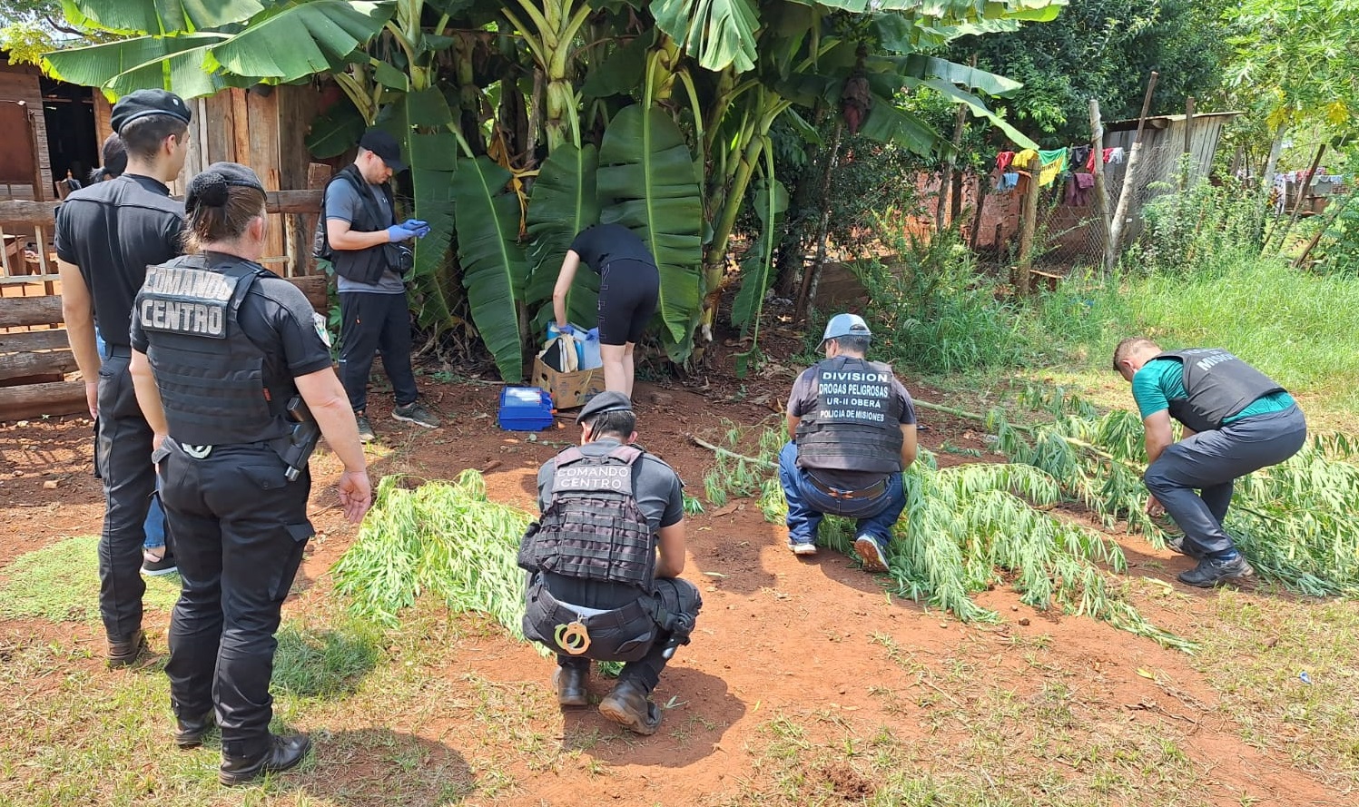 Encontraron plantas de marihuana en una casa abandonada en Cien Hectáreas