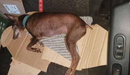 “Encierra a los perros durante horas en el auto, eso es maltrato, más con éstos calores”