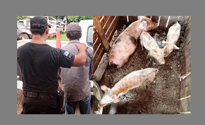 Robó seis chanchos y electrodomésticos de una chacra de su ex patrón