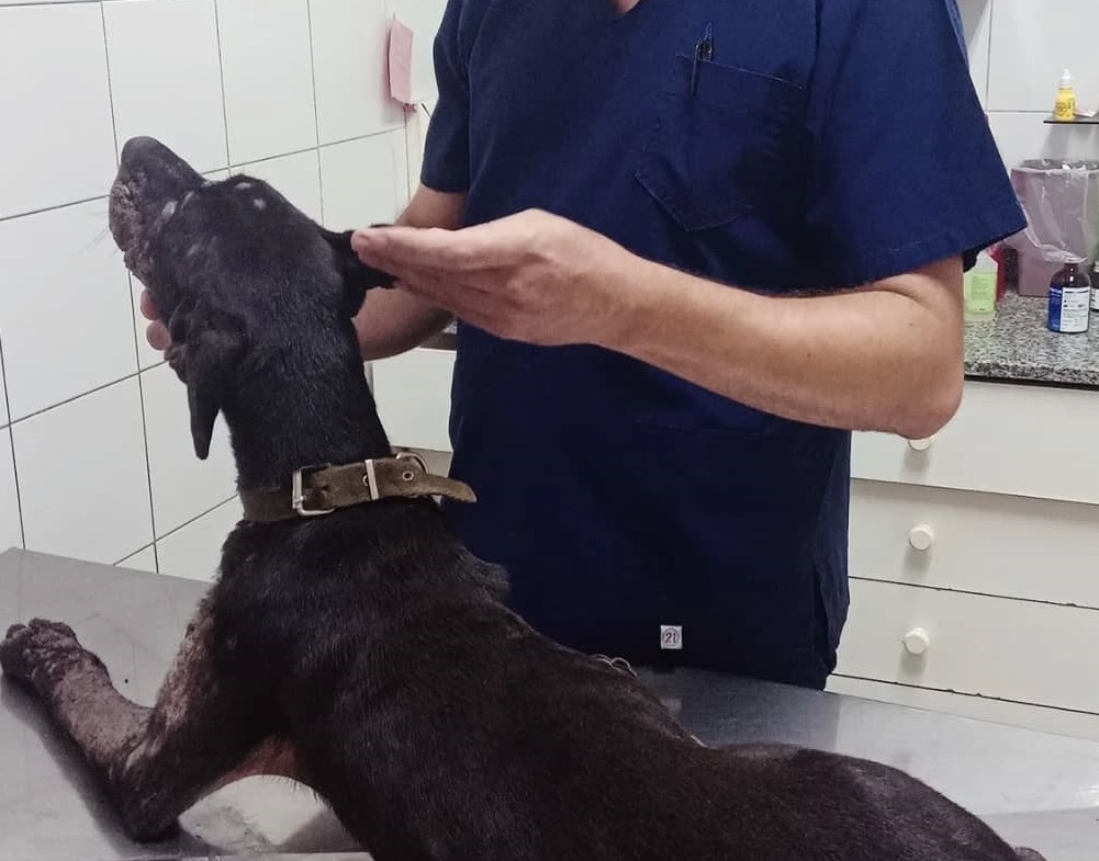 Vecinos alertaron por el estado de Rufina y recibió atención veterinaria