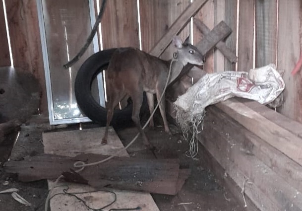 Rescataron un venadito en peligro de extinción que entró a un galpón en Panambí