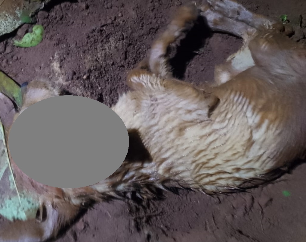 “Quiso prender fuego la casa con mi hija y su bebé, pero como escaparon, mató un perrito a machetazos”