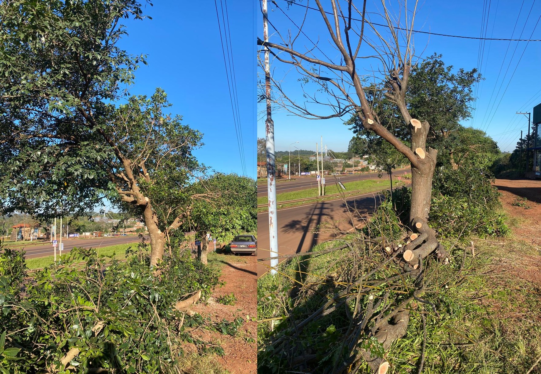 Vecinos de Guaraní indignados por la mutilación de varios árboles