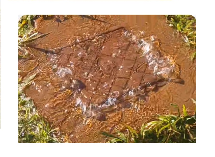 “Se pierden miles de litros de agua y la Celo no da respuestas”