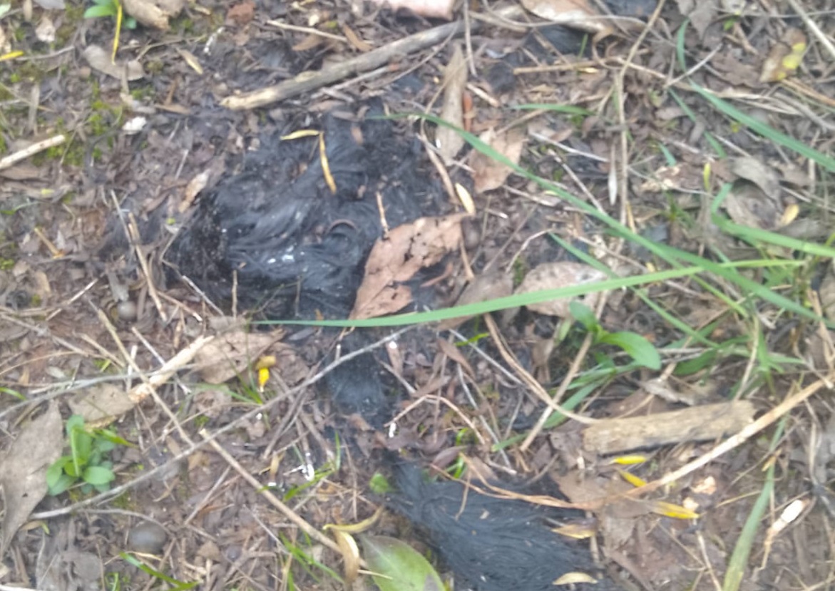 “No está claro si el cadáver fue descuartizado por el asesino o desmembrado por animales”: crimen de Martina Rodríguez