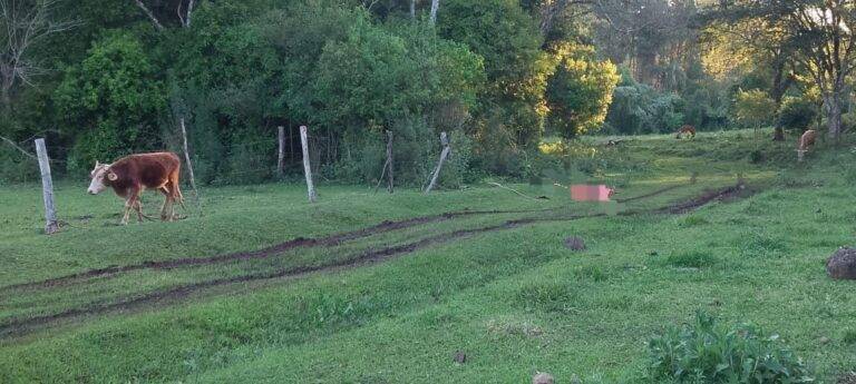 Colono de 75 años murió atropellado por un toro