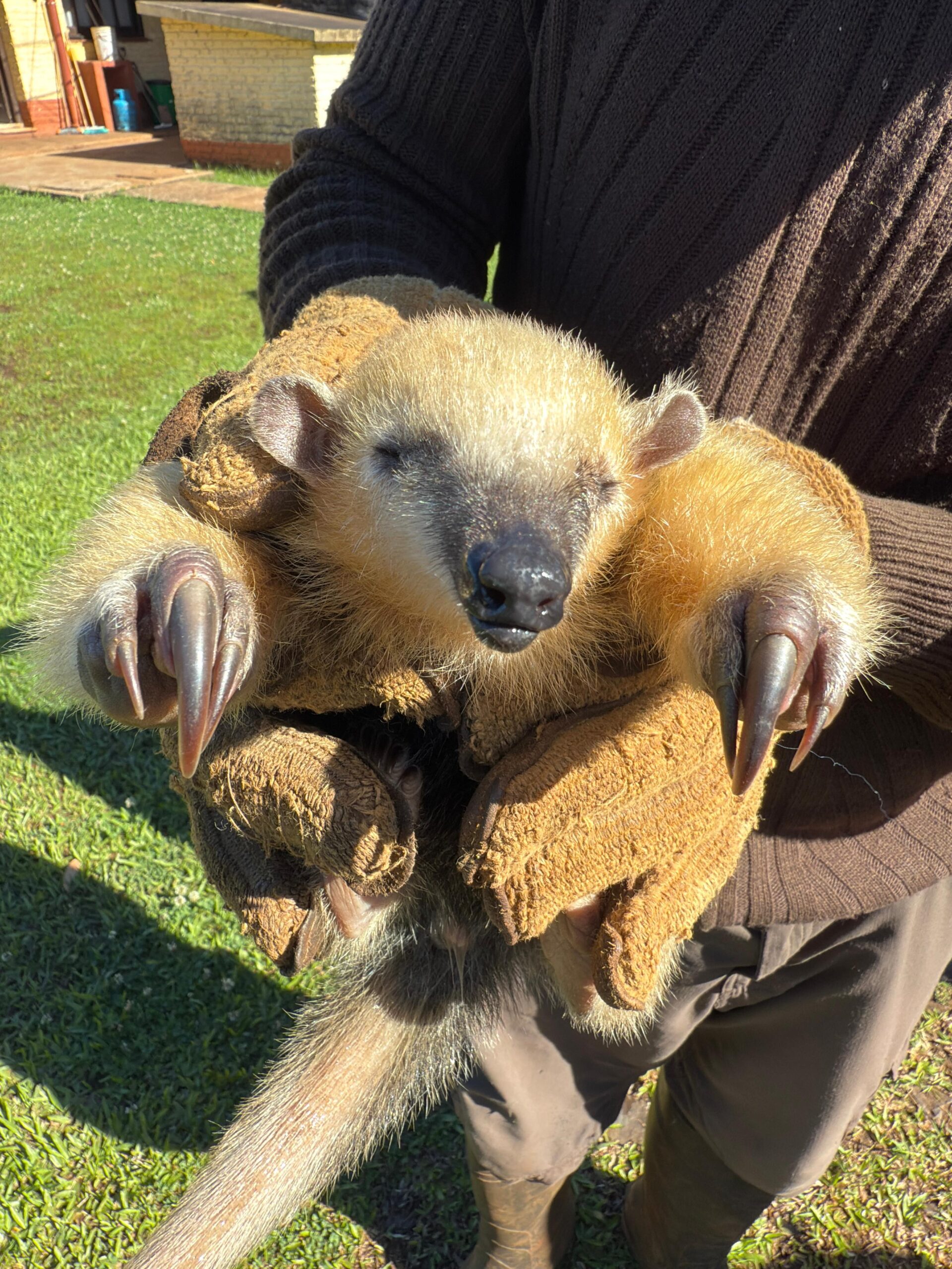Vecinos y gendarmes rescataron un oso melero en Panambí