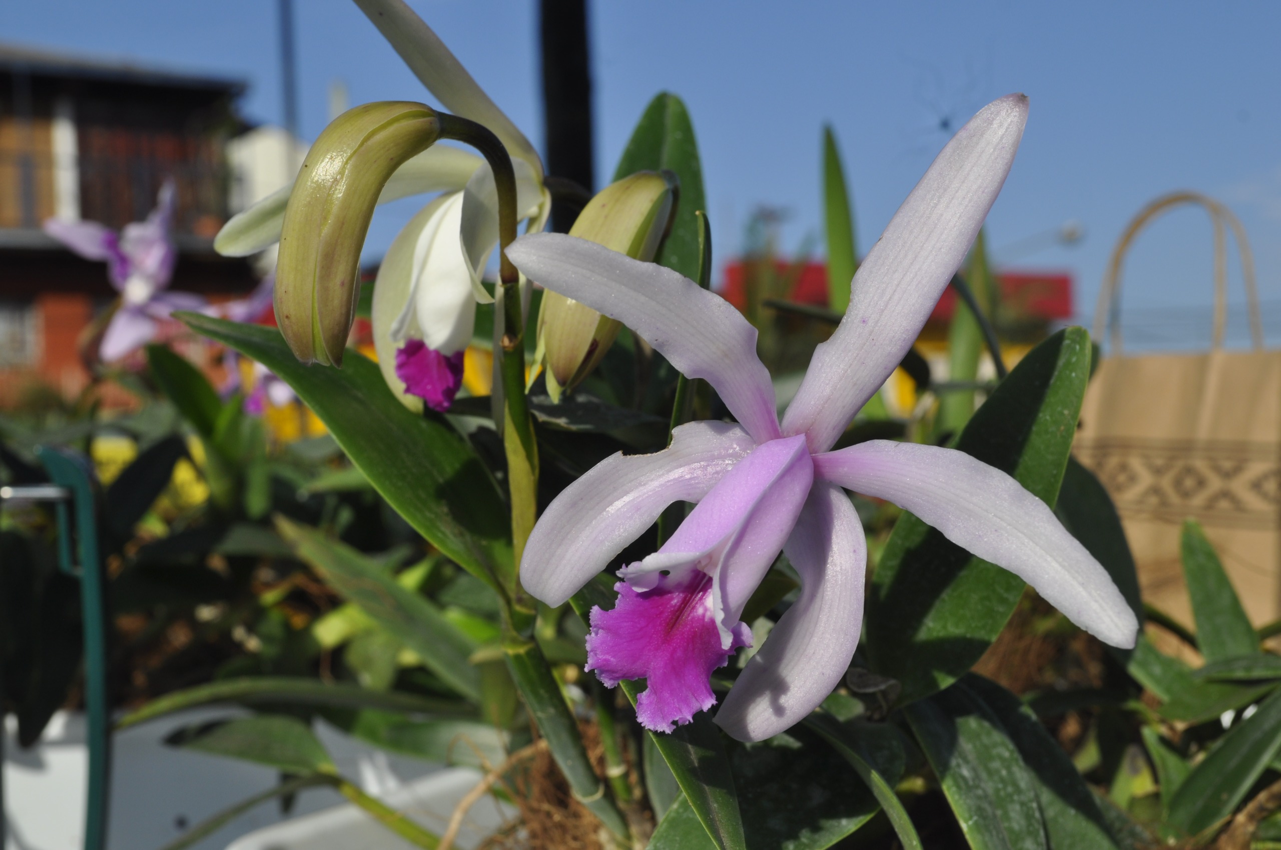 Celebraron el día del Orquideófilo Misionero plantando orquídeas que embellecen  