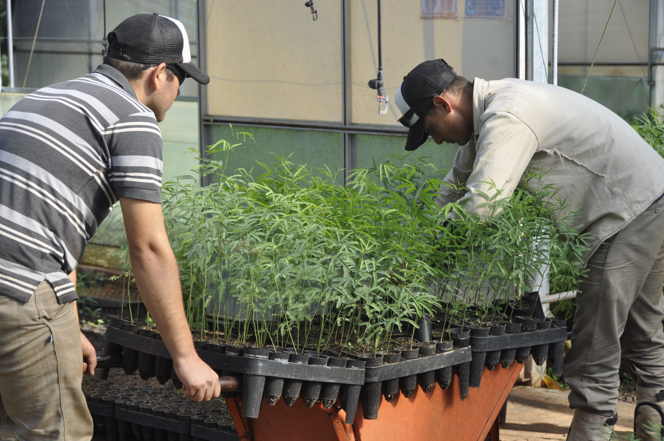 Una empresa ya plantó 200.000 árboles nativos en Misiones y proyecta expandir su impacto regenerativo
