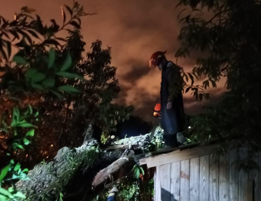 Bomberos retiraron un árbol que cayó sobre una casa en barrio Sapucay