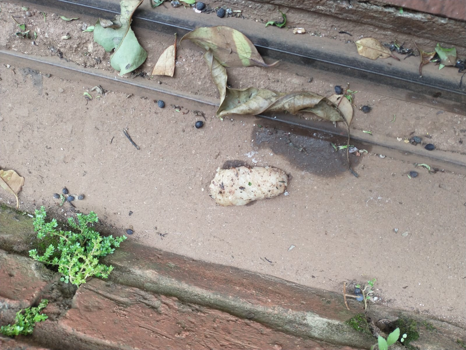 Muerte de mascotas en barrio Schuster: volvieron a encontrar cebo y la policía analiza si está envenenado