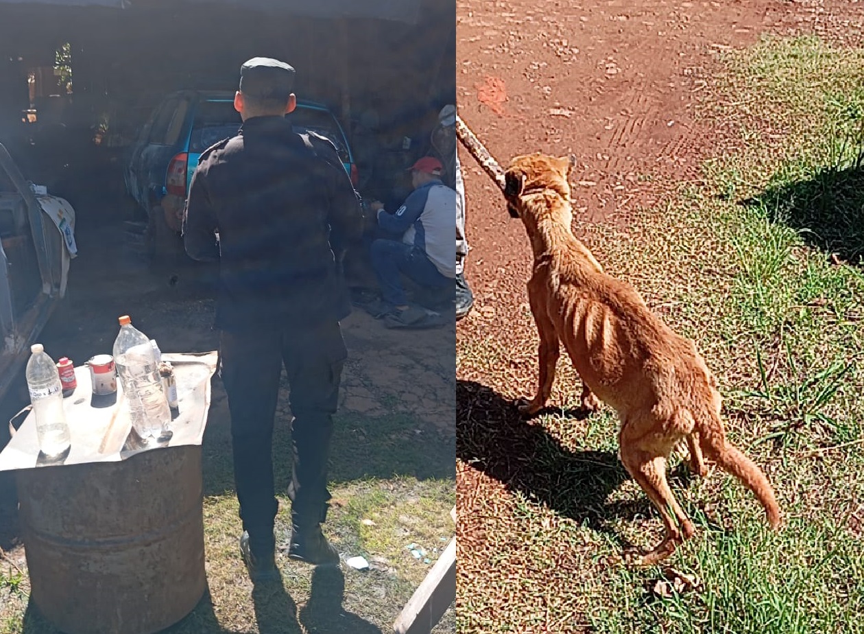 Rescataron a seis perros que eran maltratados en un domicilio de Barrio Norte