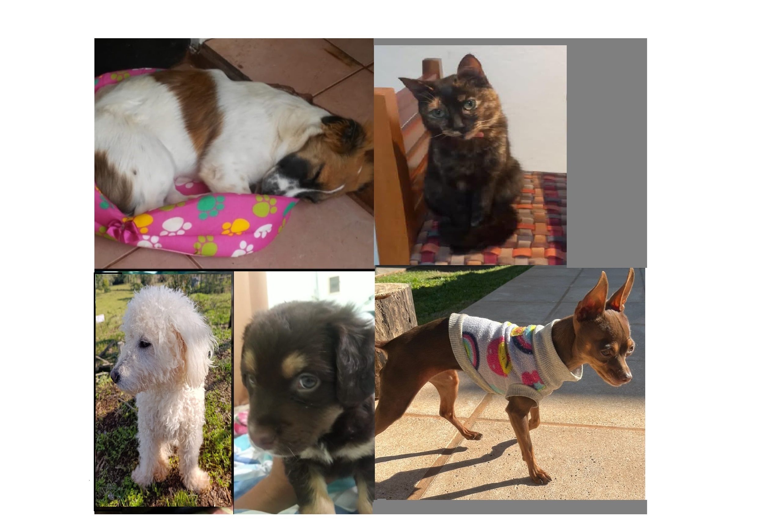 Envenenador de mascotas aterroriza al barrio Schuster: ya mató seis perros y una decena de gatos