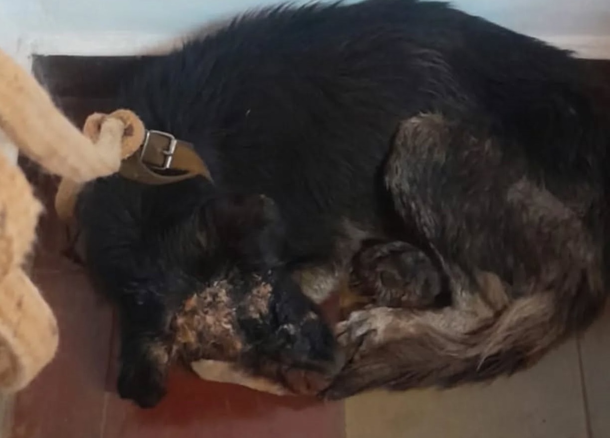 Quemaron con agua hervida a un perrito, ya fue rescatado y se recupera
