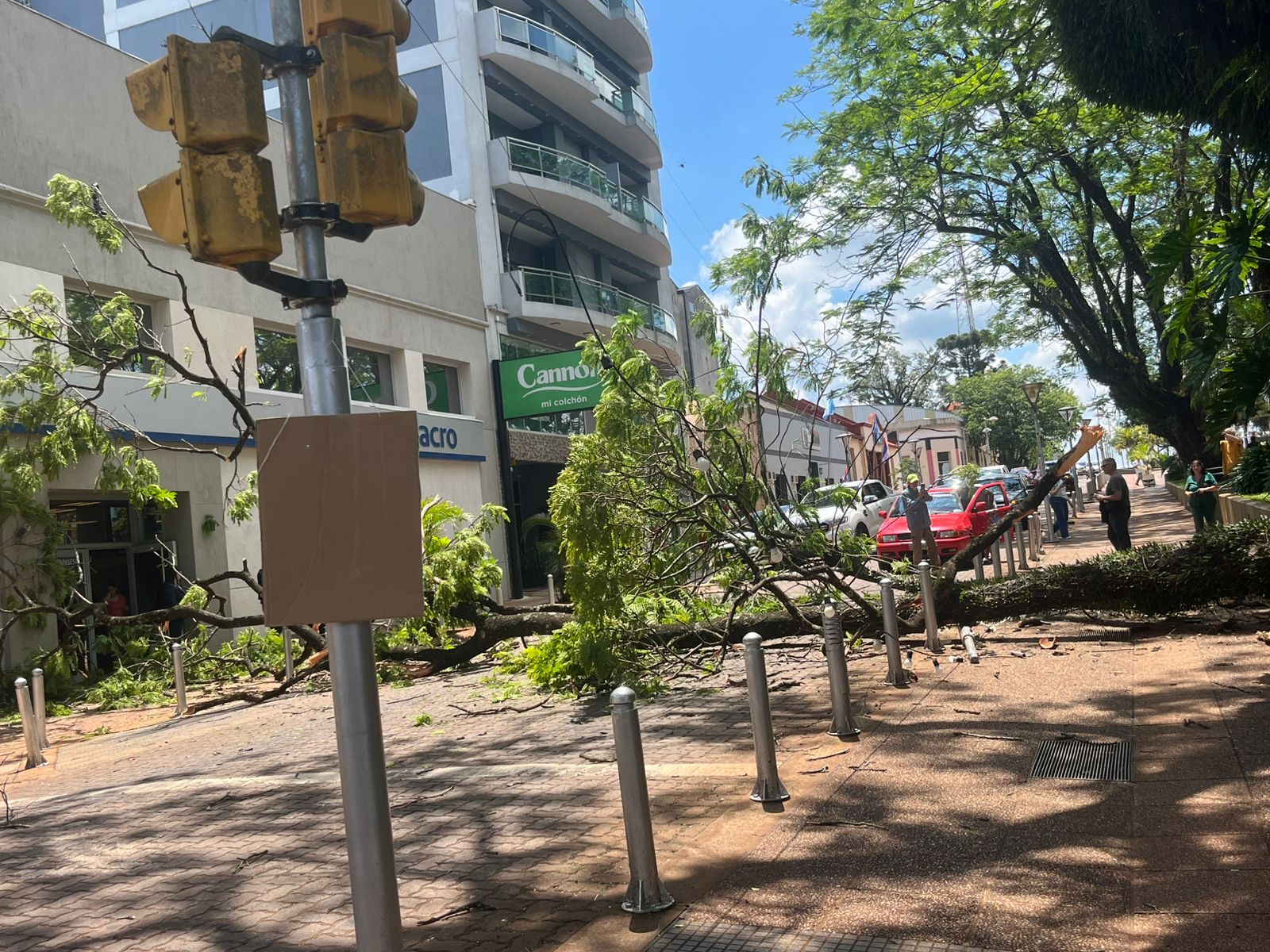 Se desplomó un árbol en pleno centro de Oberá: de milagro no hubo que lamentar heridos