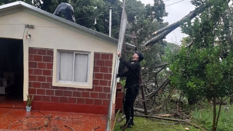 Varios árboles caídos por la tormenta en Oberá